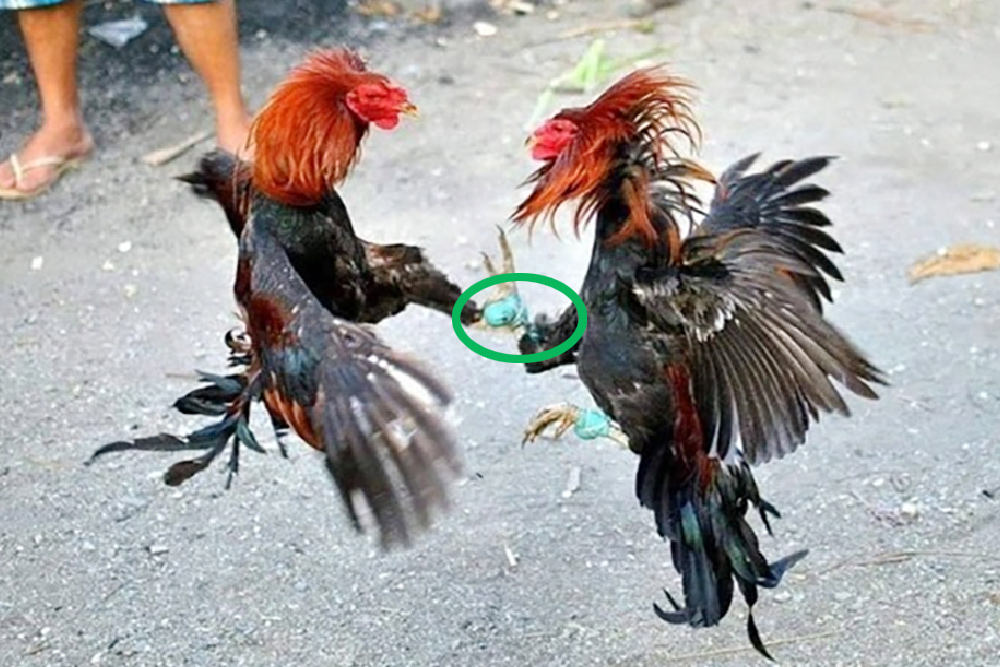 Quy định luật chấp trong đá gà chọi sư kê cần nắm rõ, Nhà cái uy tín, Top Nhà Cái Uy Tín Nhất Việt Nam 2025, top nhà cái uy tín Bịt cựa làm hạn chế khả năng tấn công của chiến kê