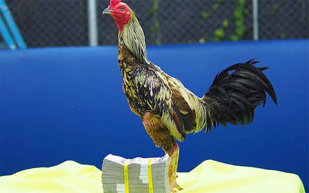Quy định luật chấp trong đá gà chọi sư kê cần nắm rõ, Nhà cái uy tín, Top Nhà Cái Uy Tín Nhất Việt Nam 2025, top nhà cái uy tín Luật chấp nhằm tạo sự cân bằng cho trận chọi gà